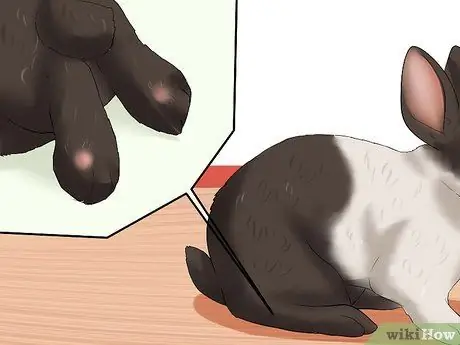 Определите возраст кролика Шаг 9