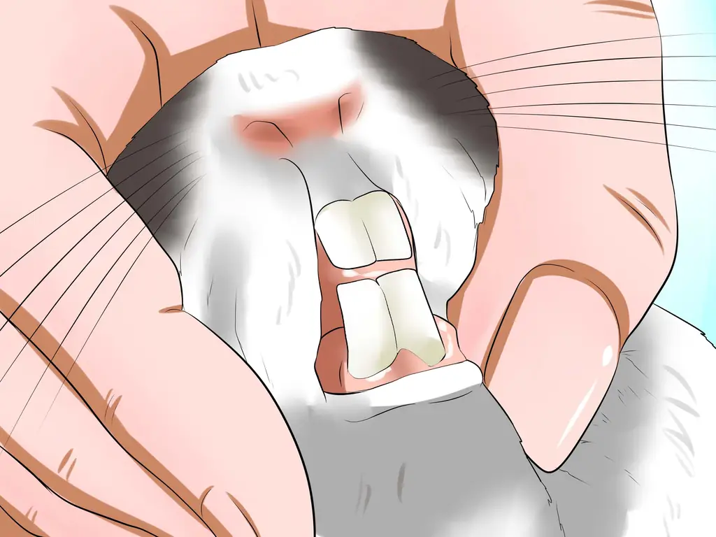 Как определить возраст кролика: 10 шагов (с картинками)