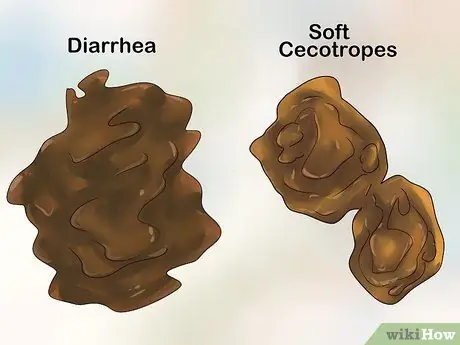 Лечить диарею у кроликов Шаг 1