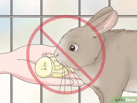 Лечить диарею у кроликов Шаг 10