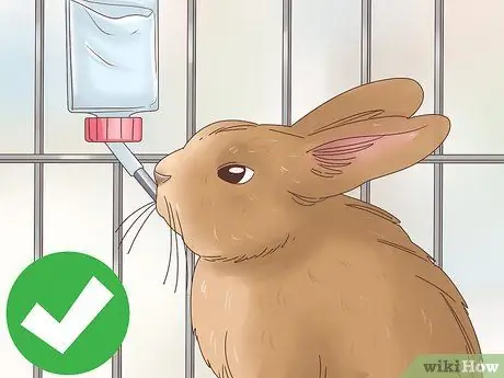 Лечить диарею у кроликов Шаг 4