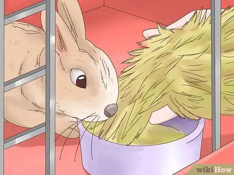 Лечить диарею у кроликов Шаг 8