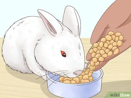 Лечить диарею у кроликов Шаг 9