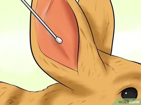 Лечить ушных клещей у кроликов Шаг 10