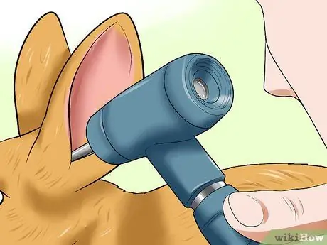 Лечить ушных клещей у кроликов Шаг 11