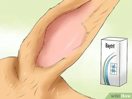 Лечить ушных клещей у кроликов Шаг 5