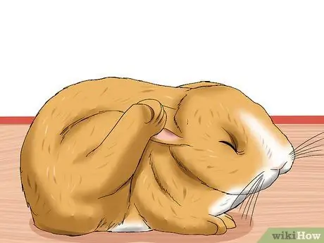 Лечить ушных клещей у кроликов Шаг 6