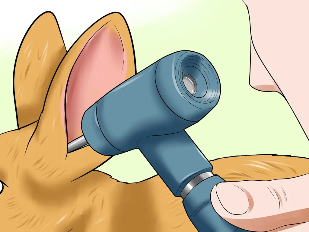 3 способа лечения ушных клещей у кроликов