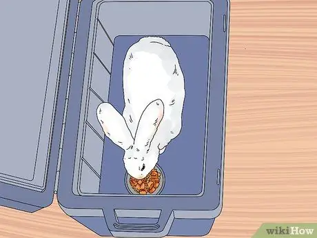 Как узнать, есть ли у вашего кролика слезящиеся глаза Шаг 11