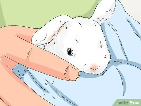 Как узнать, есть ли у вашего кролика слезящиеся глаза Шаг 12