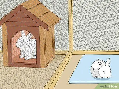 Как узнать, есть ли у вашего кролика слезящиеся глаза Шаг 13