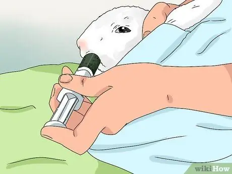 Как узнать, есть ли у вашего кролика слезящиеся глаза Шаг 7