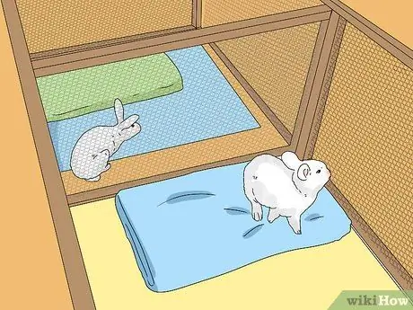 Как узнать, есть ли у вашего кролика слезящиеся глаза Шаг 8