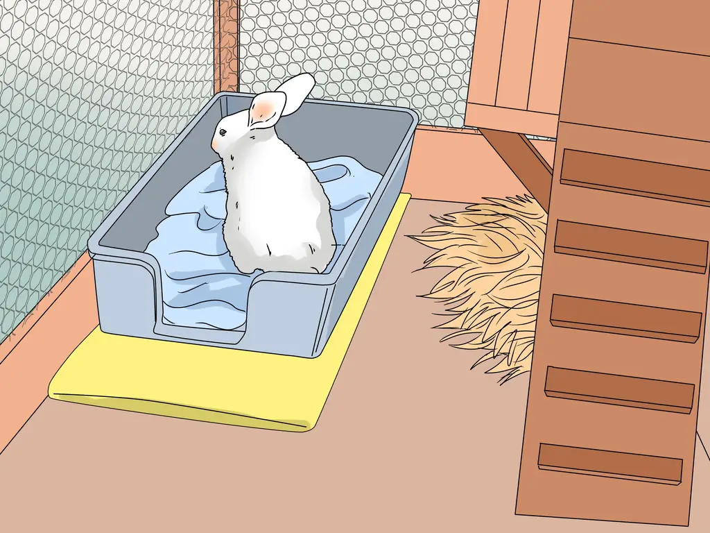 3 способа узнать, есть ли у кролика слезящиеся глаза