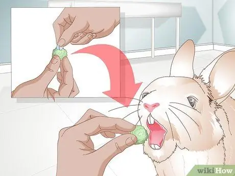 Уход за кроликом после стерилизации или стерилизации Шаг 11