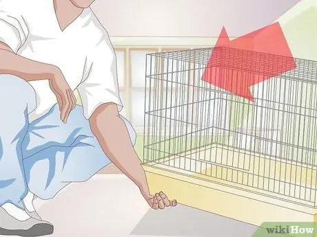 Уход за кроликом после стерилизации или стерилизации Шаг 3