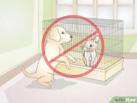 Уход за кроликом после стерилизации или стерилизации Шаг 9