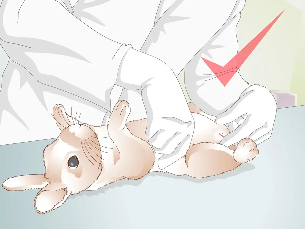 Как ухаживать за кроликом после стерилизации или стерилизации: 12 шагов