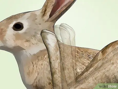 Избавьтесь от клещей на кроликах Шаг 11