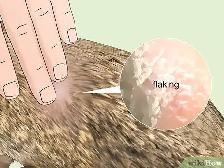 Избавьтесь от клещей на кроликах Шаг 12