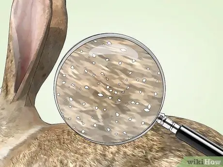 Избавьтесь от клещей на кроликах Шаг 13