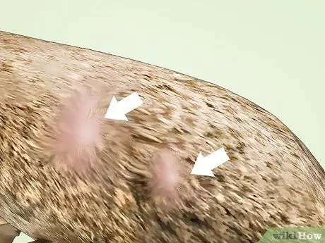 Избавьтесь от клещей на кроликах, шаг 14