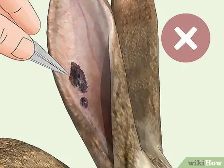 Избавьтесь от клещей на кроликах Шаг 4