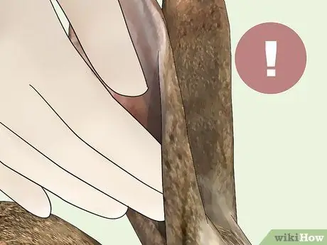 Избавьтесь от клещей на кроликах Шаг 6