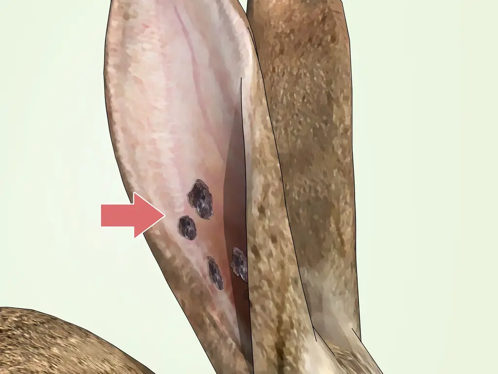3 способа избавиться от клещей на кроликах