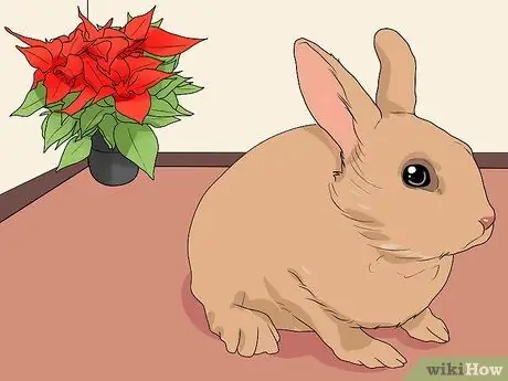 Обеспечьте безопасность домашних кроликов Шаг 7