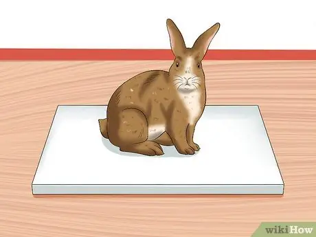 Лечить тепловой удар у кроликов Шаг 16