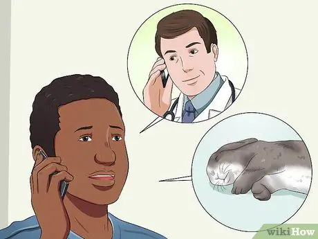 Лечить тепловой удар у кроликов Шаг 5