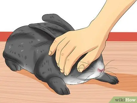 Лечить тепловой удар у кроликов Шаг 7