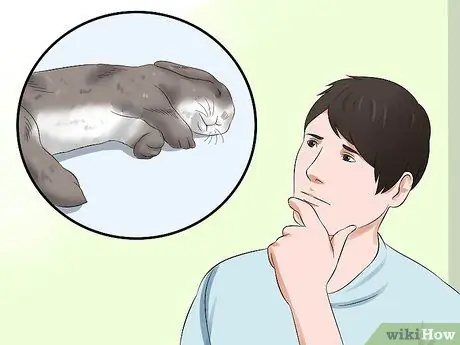 Лечить тепловой удар у кроликов Шаг 9