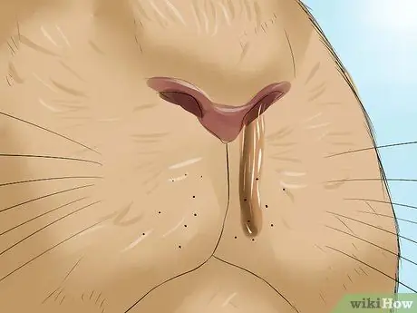 Диагностика респираторных заболеваний у кроликов Шаг 1