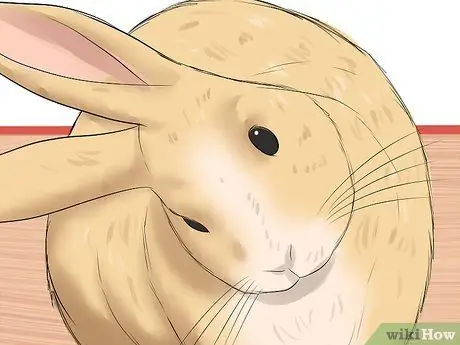 Диагностика респираторных заболеваний у кроликов Шаг 5