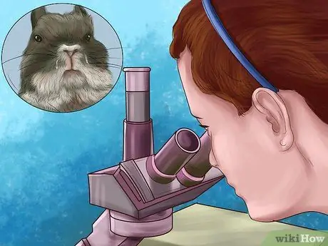 Лечить нюхательный табак (пастерелла) в кроликах, шаг 2