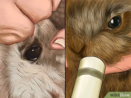 Лечить нюхательный табак (пастерелла) в кроликах, шаг 3