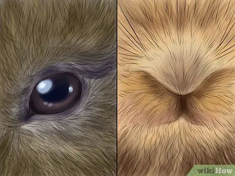 Лечить нюхательный табак (пастерелла) в кроликах, шаг 5