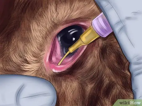 Лечить нюхательный табак (пастерелла) в кроликах, шаг 6