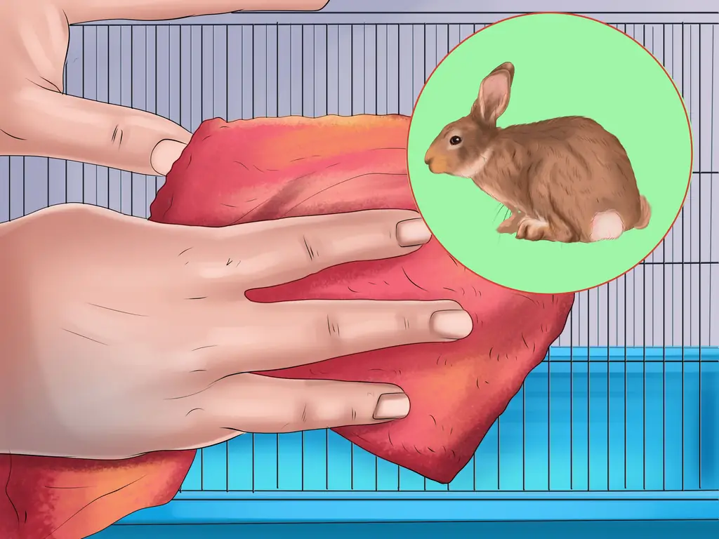 Как избавиться от нюхательного табака (пастерелла) у кроликов: 13 шагов