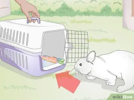 Держи кролика Шаг 12