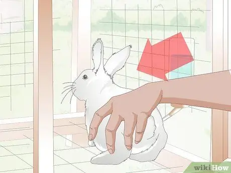 Держи кролика Шаг 8