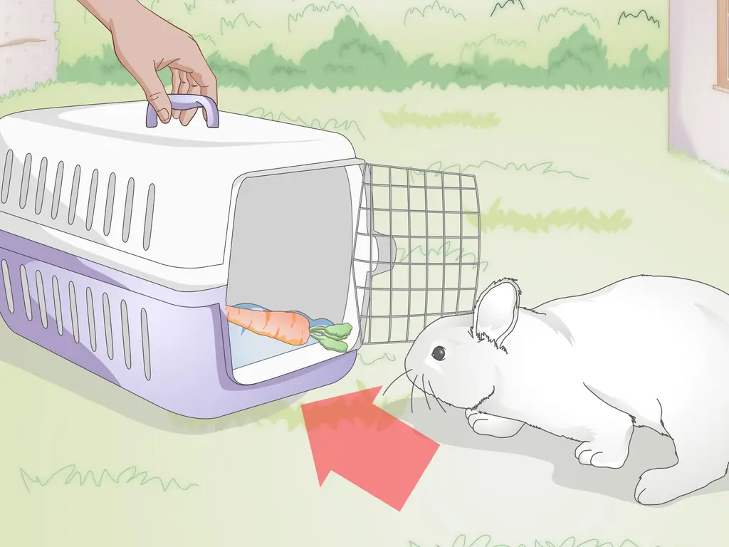 Как держать кролика: 12 шагов (с картинками)