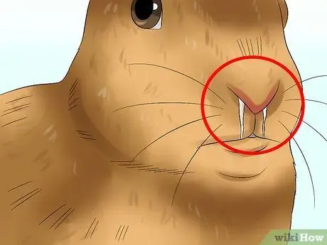 Уход за пожилым кроликом Шаг 14