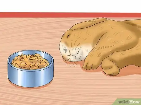 Уход за пожилым кроликом Шаг 2