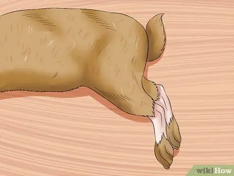 Уход за пожилым кроликом Шаг 4