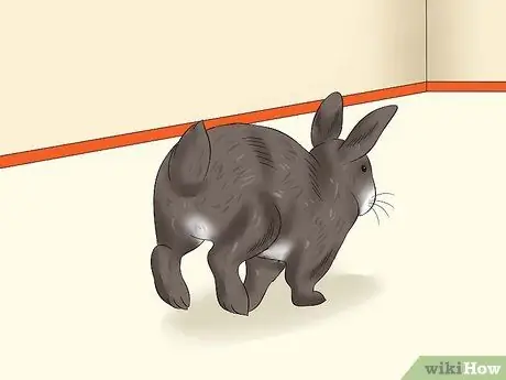 Уход за пожилым кроликом Шаг 8