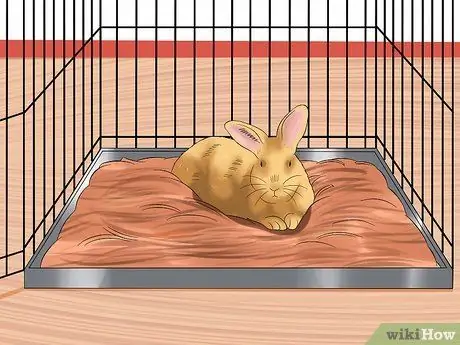Уход за пожилым кроликом Шаг 9