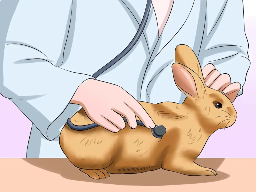 Как ухаживать за пожилым кроликом (с иллюстрациями)